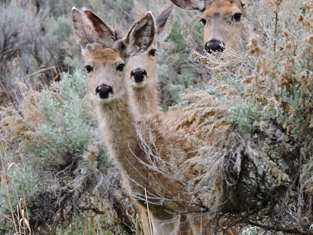 Gibson Jack mule deer does